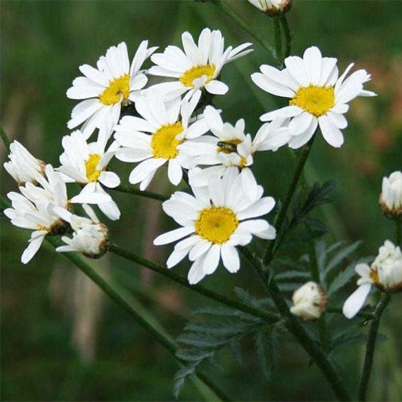 Tanacetum corymbosum - Erba-amara dei boschi (Fioritura)
