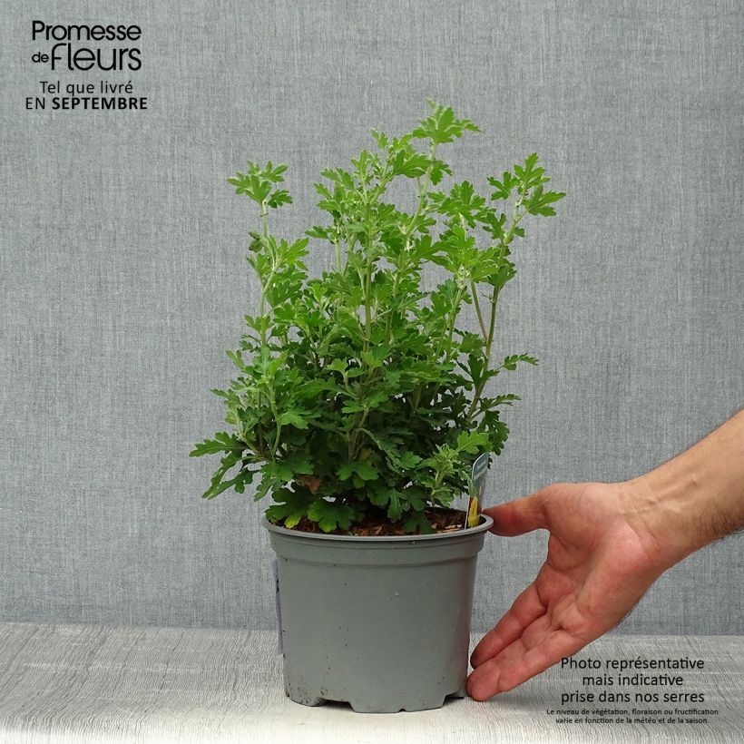 Esemplare di Chrysanthemum Nantyderry Sunshine - Crisantemo Vaso da 2L/3L come consegnato in autunno