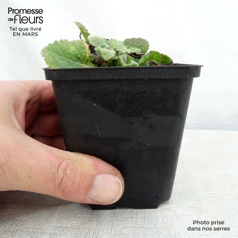 Chrysogonum virginianum André Viette Vasetto da 8/9 cm esemplare consegnato in primavera