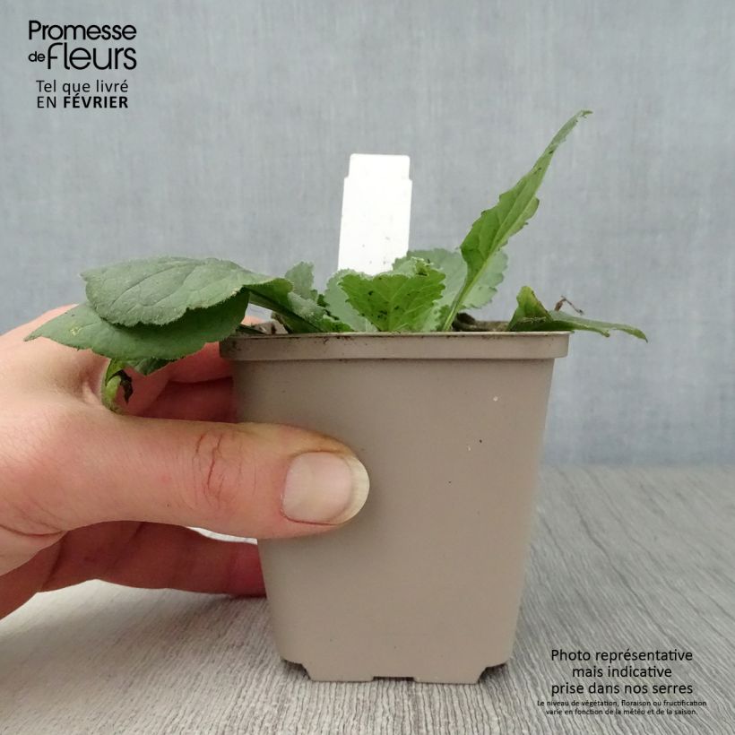 Chrysogonum virginianum André Viette Vasetto da 8/9 cm esemplare consegnato in inverno