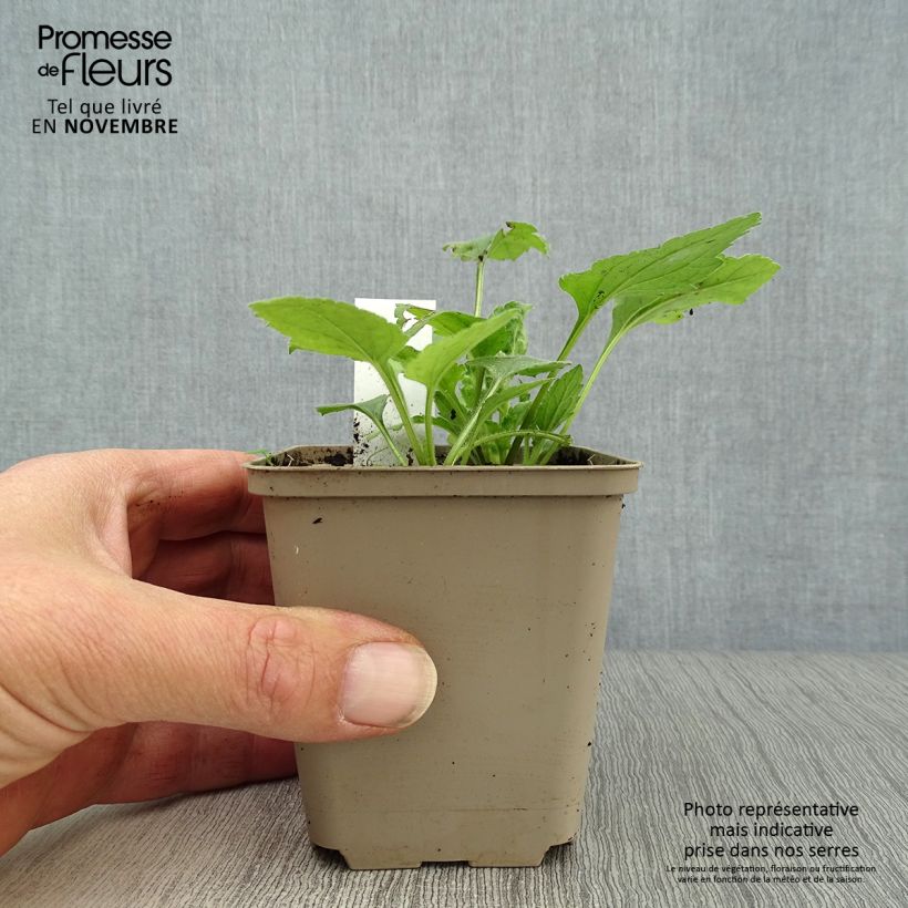 Esemplare di Chrysogonum virginianum Vasetto da 8/9 cm come consegnato in autunno