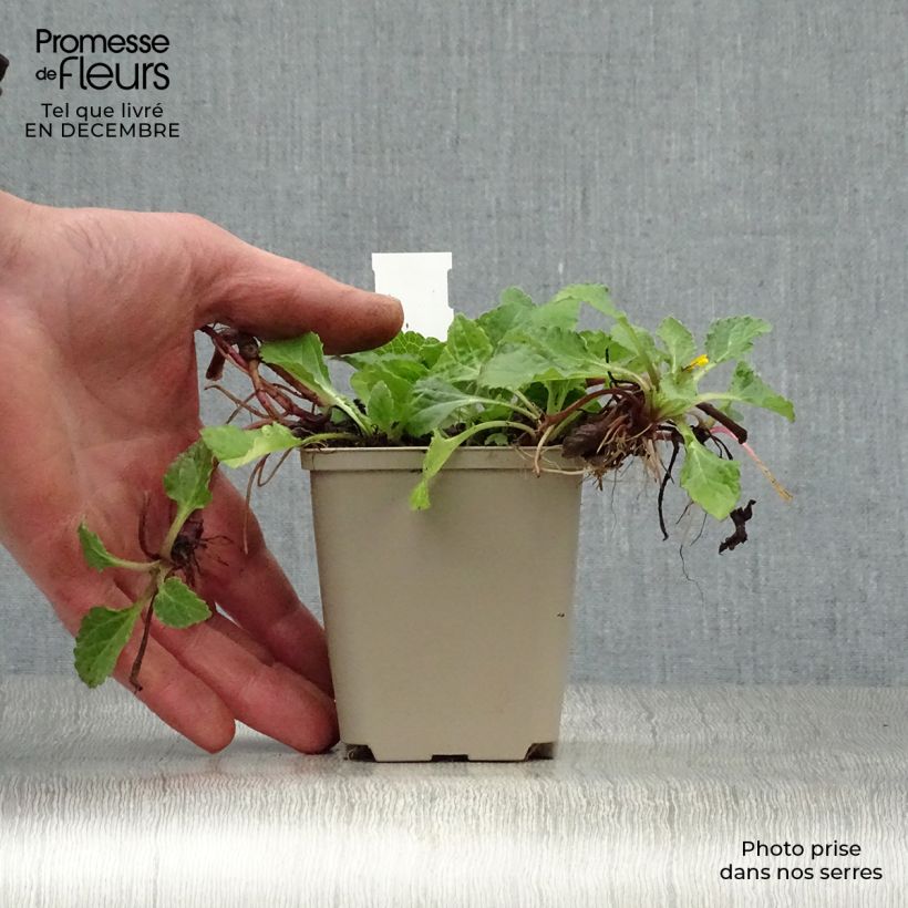 Chrysogonum virginianum Vasetto da 8/9 cm esemplare consegnato in inverno