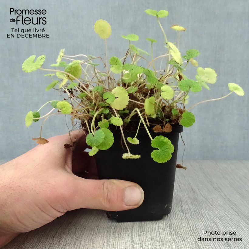 Chrysosplenium alternifolium - Erba-milza comune Vasetto da 7/8 cm esemplare consegnato in inverno