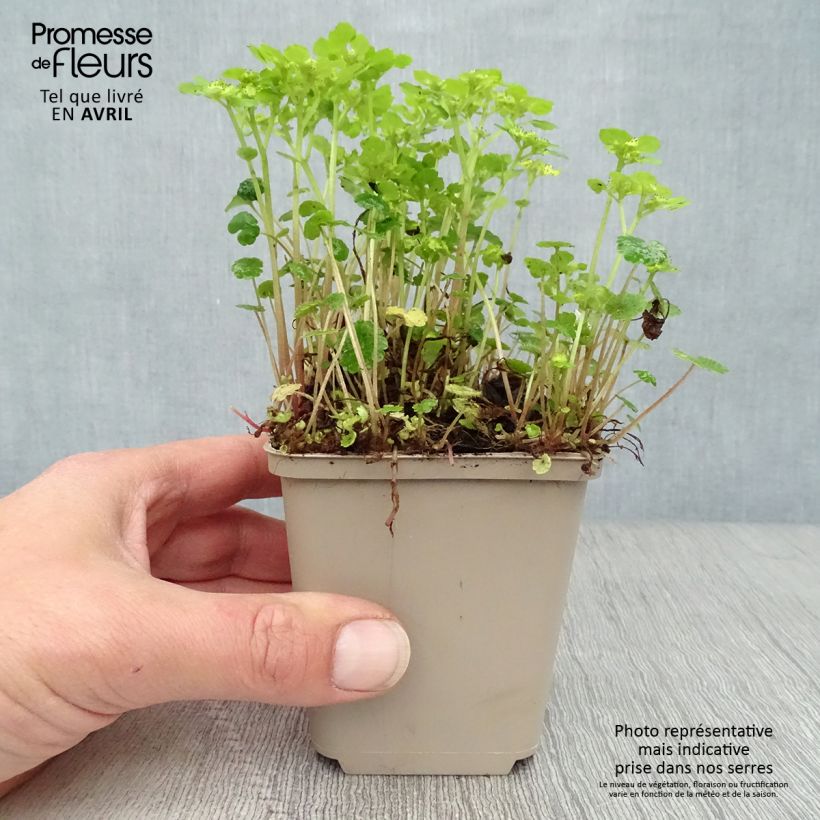 Chrysosplenium alternifolium - Erba-milza comune Vasetto da 7/8 cm esemplare consegnato in primavera