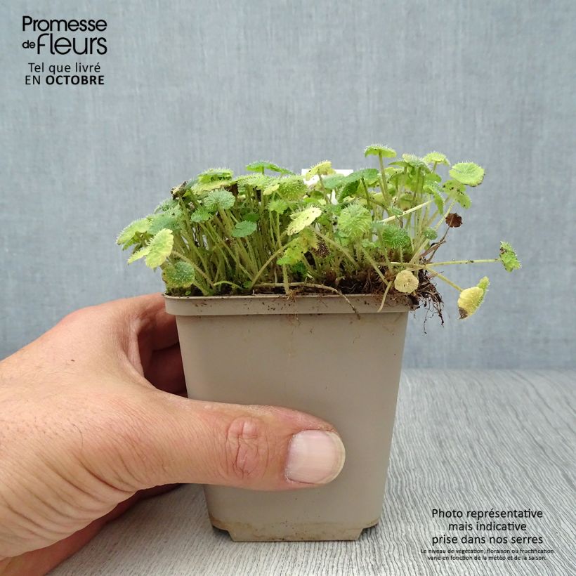 Esemplare di Chrysosplenium alternifolium - Erba-milza comune Vasetto da 7/8 cm come consegnato in autunno