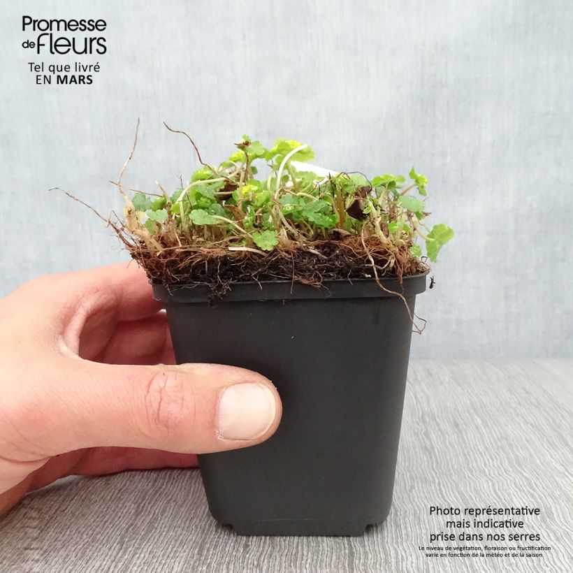 Chrysosplenium davidianum Vasetto da 8/9 cm esemplare consegnato in primavera