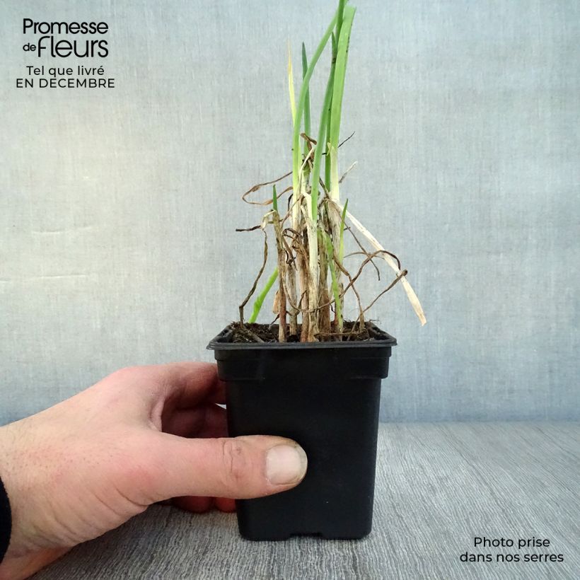 Cipolla d'inverno Bio Vasetto da 7/8 cm esemplare consegnato in inverno