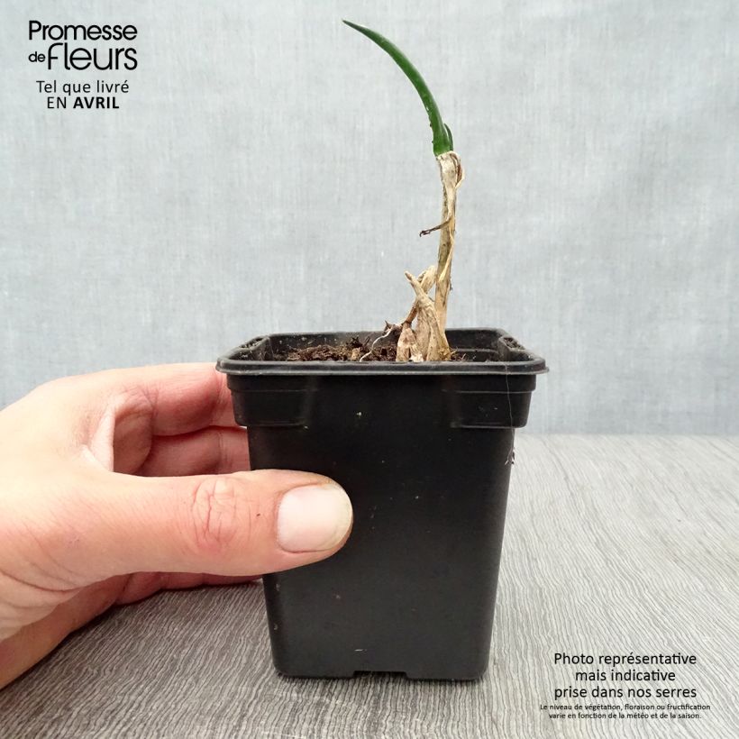 Cipolla d'inverno Bio Vasetto da 7/8 cm esemplare consegnato in primavera