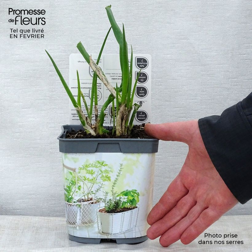 Cipolla d'inverno Bio Vaso da 1L/1,5L esemplare consegnato in inverno