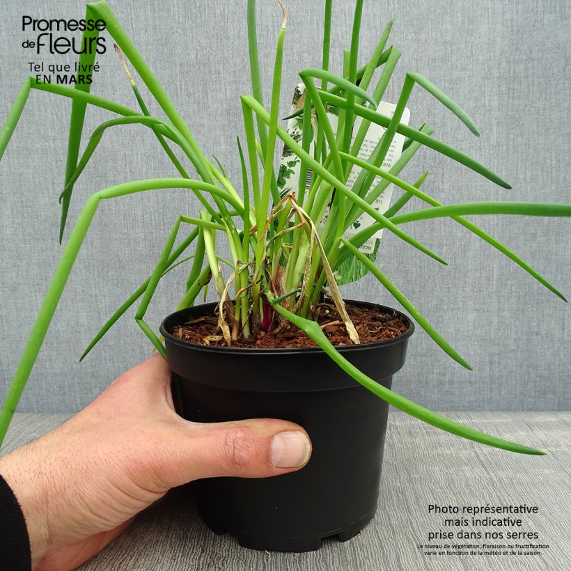 Cipolla d'inverno (piante) Vaso da 1,5L/2L esemplare consegnato in primavera