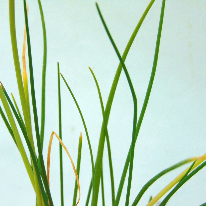 Erba cipollina - Allium schoenoprasum (Fogliame)