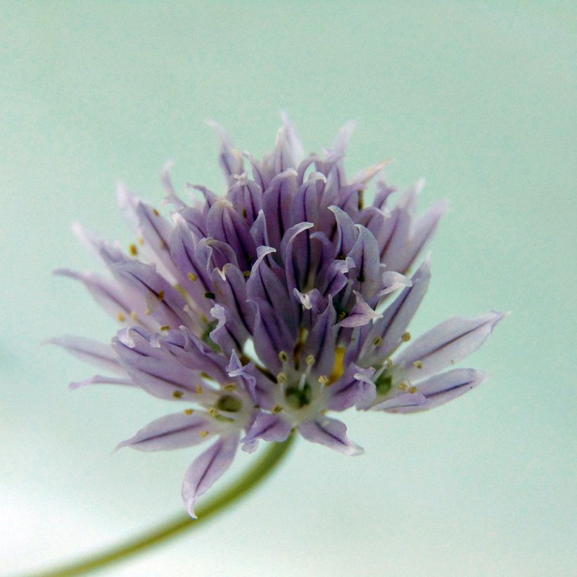 Erba cipollina - Allium schoenoprasum (Fioritura)