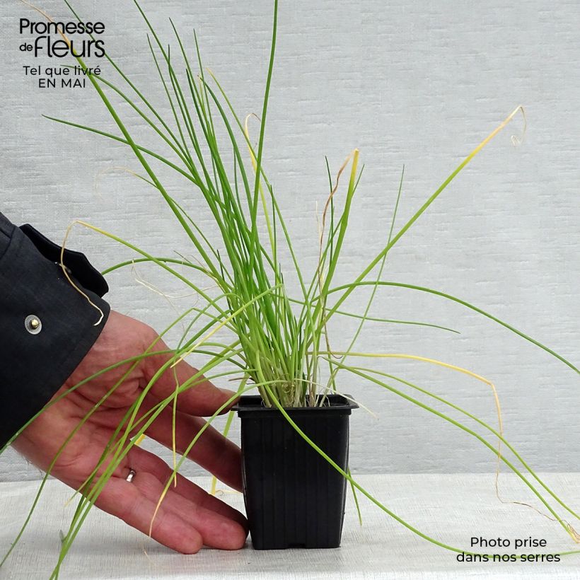 Erba cipollina - Allium schoenoprasum Vasetto da 8/9 cm esemplare consegnato in primavera