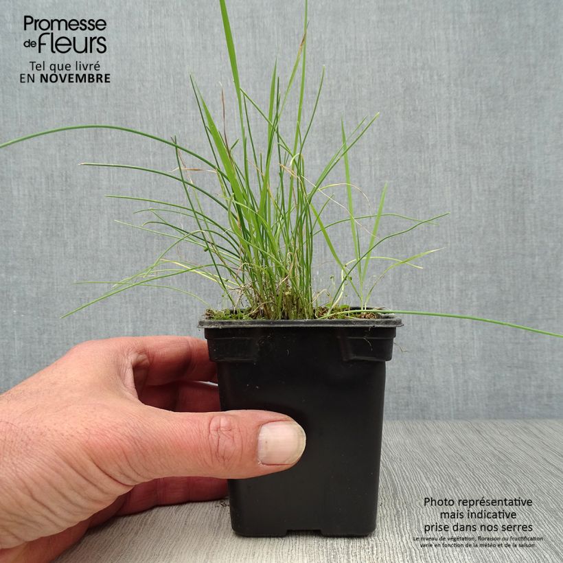 Esemplare di Erba cipollina - Allium schoenoprasum Vasetto da 8/9 cm come consegnato in autunno