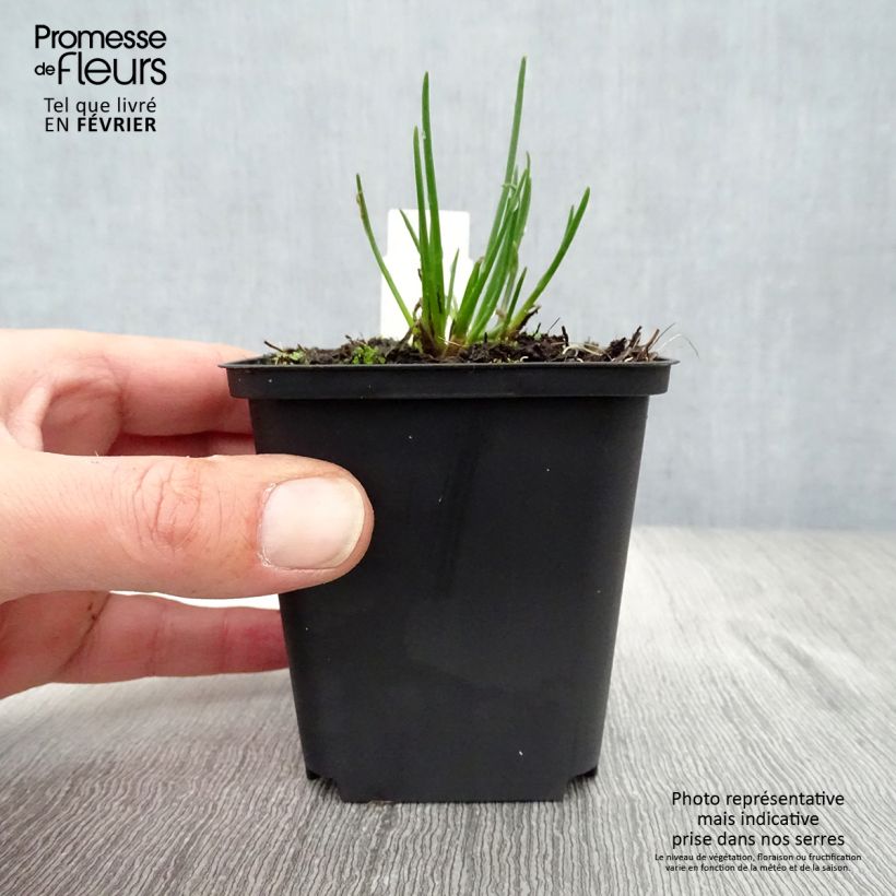 Erba cipollina Rising Star Vasetto da 8/9 cm esemplare consegnato in inverno