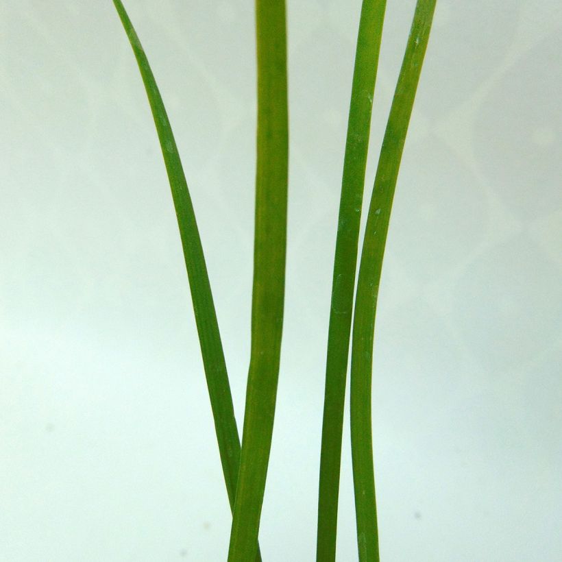 Aglio cinese Bio (Fogliame)