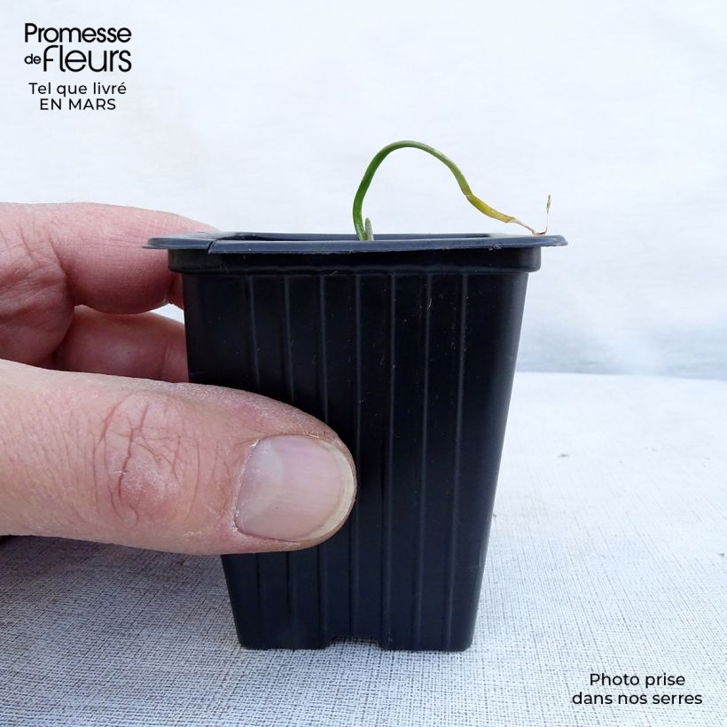 Aglio cinese Bio Vasetto da 7/8 cm esemplare consegnato in primavera