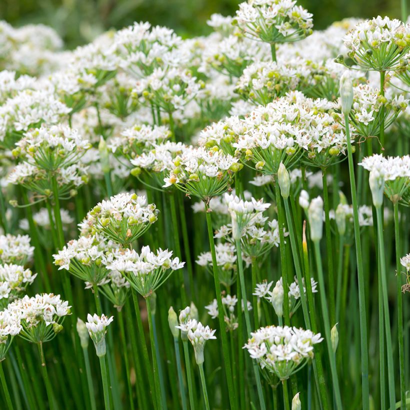 Aglio cinese BIO (semi) (Fioritura)