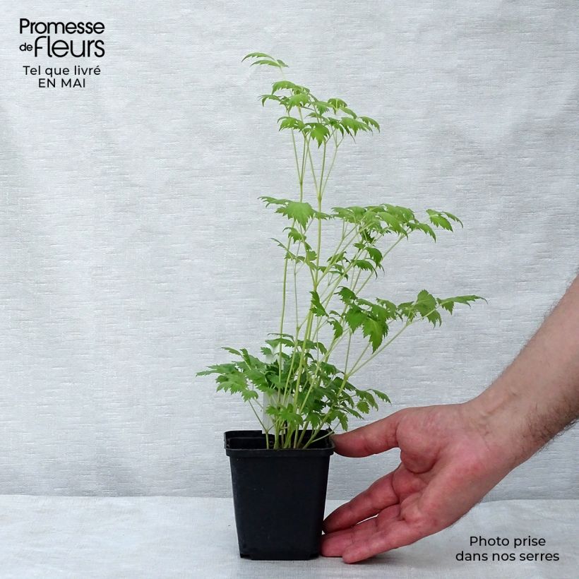 Actaea matsumurae White Pearl - Cimicifuga Vasetto da 8/9 cm esemplare consegnato in primavera