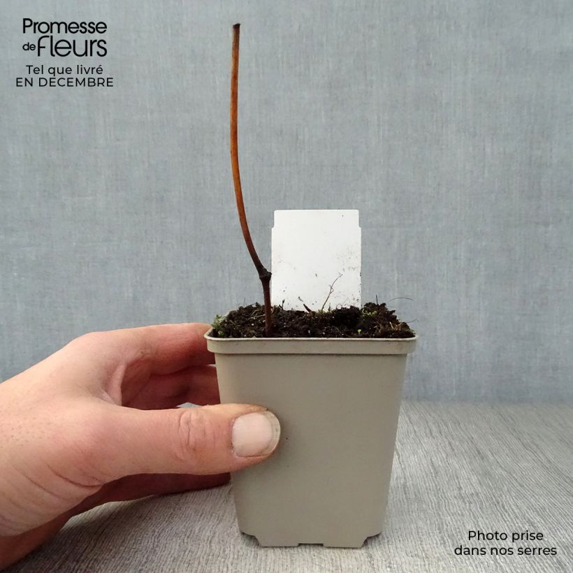 Actaea matsumurae White Pearl - Cimicifuga Vasetto da 8/9 cm esemplare consegnato in inverno