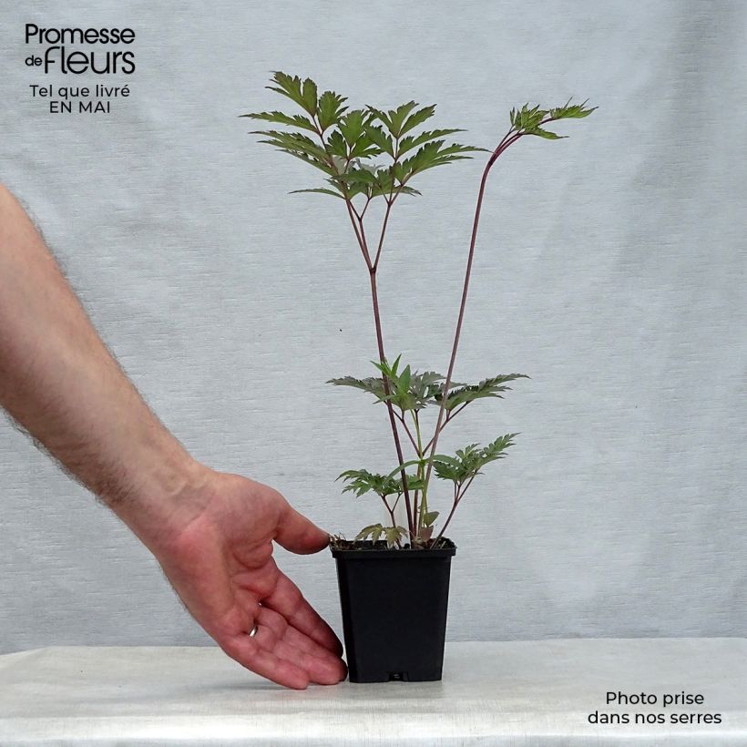 Cimicifuga simplex Atropurpurea - Actaea Vasetto da 8/9 cm esemplare consegnato in primavera