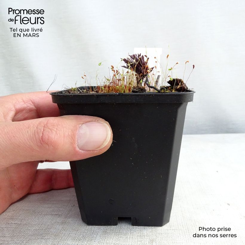 Cimicifuga simplex Brunette - Actaea Vasetto da 8/9 cm esemplare consegnato in inverno