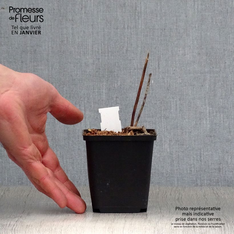 Actaea biternata Vasetto da 8/9 cm esemplare consegnato in inverno