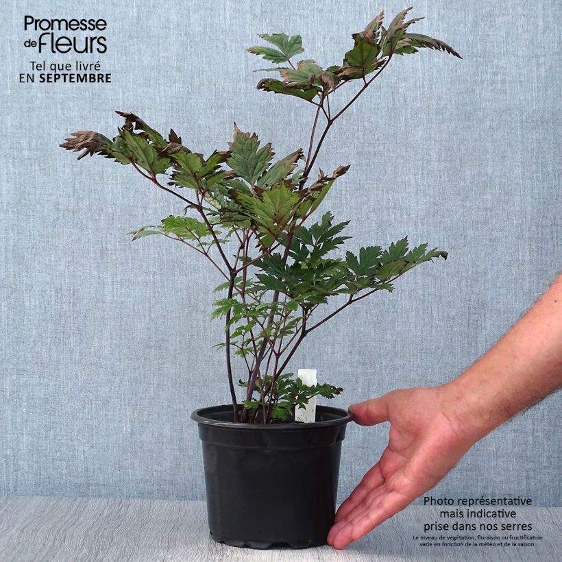 Esemplare di Cimicifuga simplex Atropurpurea - Actaea Vaso da 2L/3L come consegnato in autunno