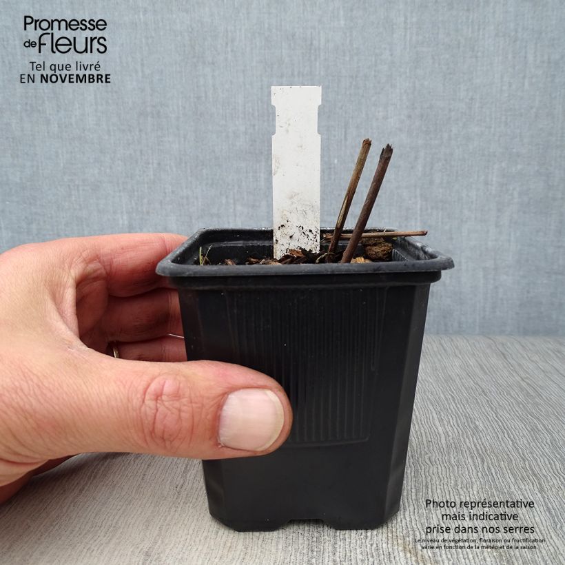 Esemplare di Actaea matsumurae White Pearl - Cimicifuga Vasetto da 8/9 cm come consegnato in autunno