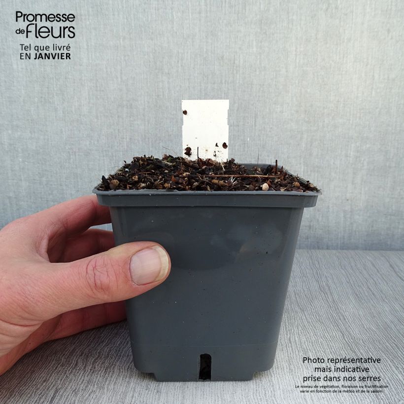 Actaea Black Negligee - Cimicifuga Vaso da 1L/1,5L esemplare consegnato in inverno