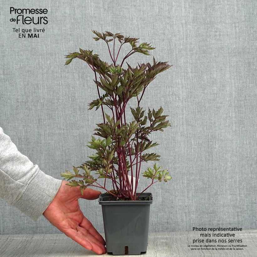 Actaea Black Negligee - Cimicifuga Vaso da 1L/1,5L esemplare consegnato in primavera