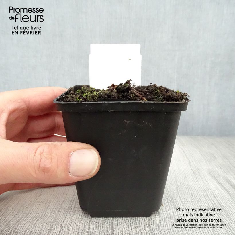 Cimicifuga simplex Pink Spike - Actaea Vasetto da 8/9 cm esemplare consegnato in inverno