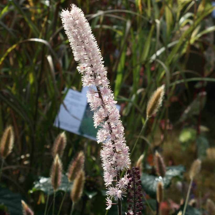 Cimicifuga simplex Brunette - Actaea (Fioritura)