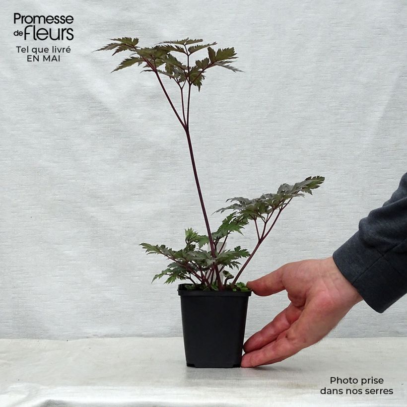 Cimicifuga simplex Carbonella - Actaea Vasetto da 8/9 cm esemplare consegnato in primavera