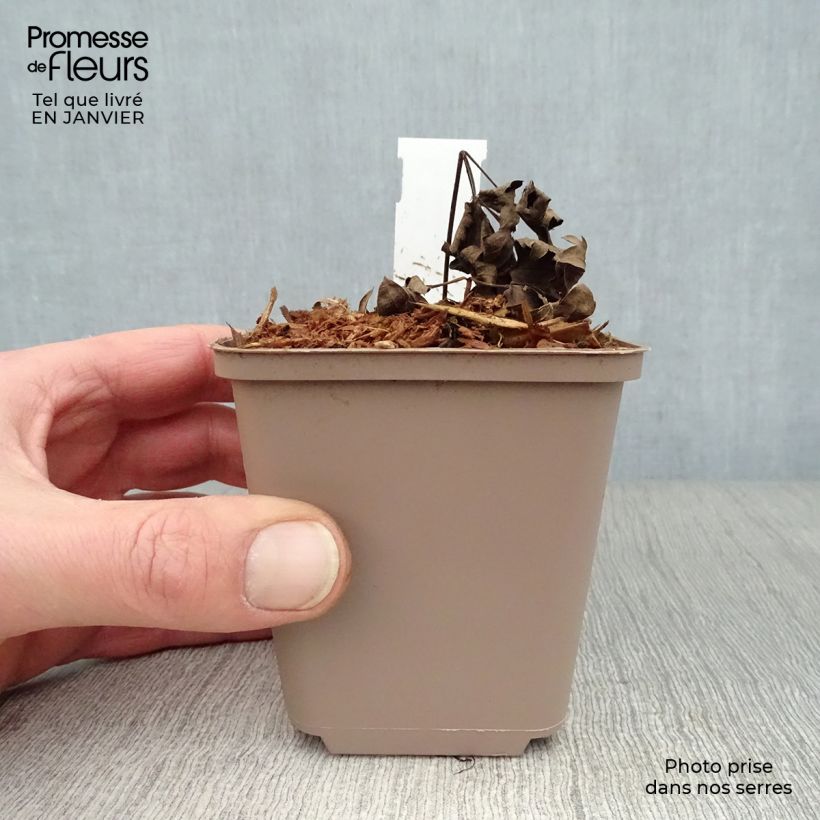 Cimicifuga simplex Carbonella - Actaea Vasetto da 8/9 cm esemplare consegnato in inverno