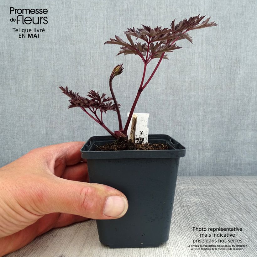 Cimicifuga simplex James Compton - Actaea Vasetto da 8/9 cm esemplare consegnato in primavera