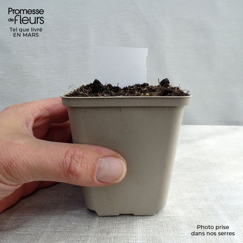 Actaea racemosa - Cimicifuga Vasetto da 8/9 cm esemplare consegnato in inverno