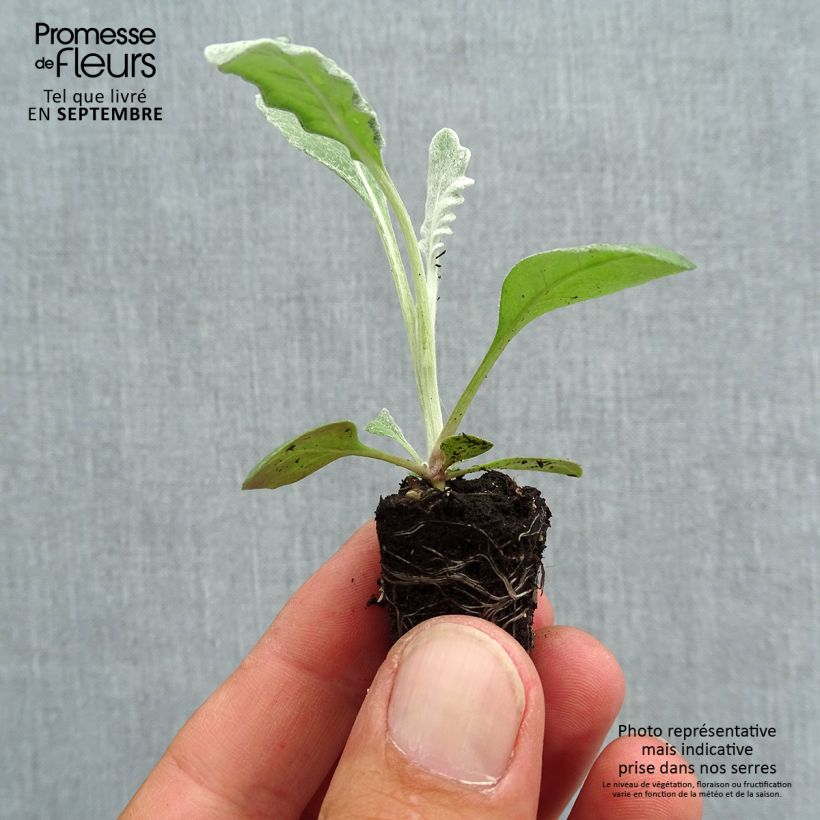 Esemplare di Senecio cineraria Silver Dust Mini zolla Ø 1,5/2,5 cm come consegnato in autunno