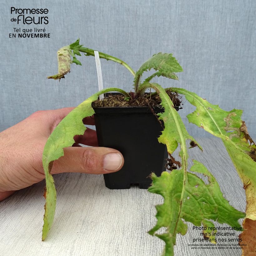 Esemplare di Cirsium rivulare Atropurpureum - Cardo dei ruscelli Vasetto da 8/9 cm come consegnato in autunno