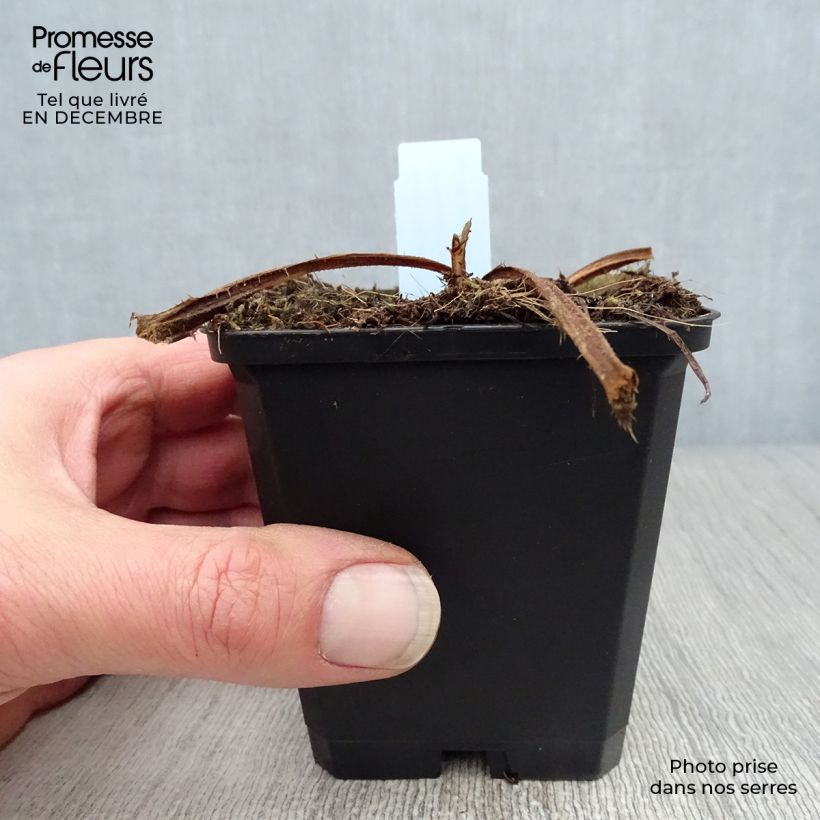 Cirsium rivulare Atropurpureum - Cardo dei ruscelli Vasetto da 8/9 cm esemplare consegnato in inverno