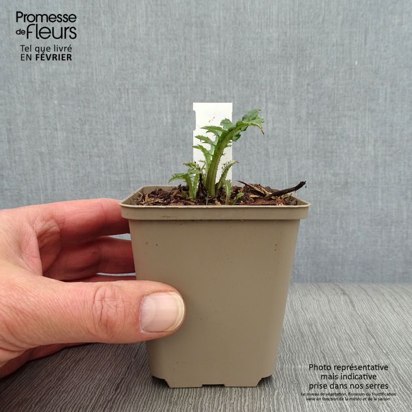 Cirsium rivulare Frosted Magic - Cardo dei ruscelli Vasetto da 8/9 cm esemplare consegnato in inverno