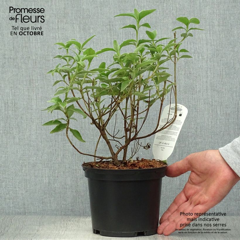 Esemplare di Cistus argenteus Silver Pink - Cisto Vaso da 2L/3L come consegnato in autunno