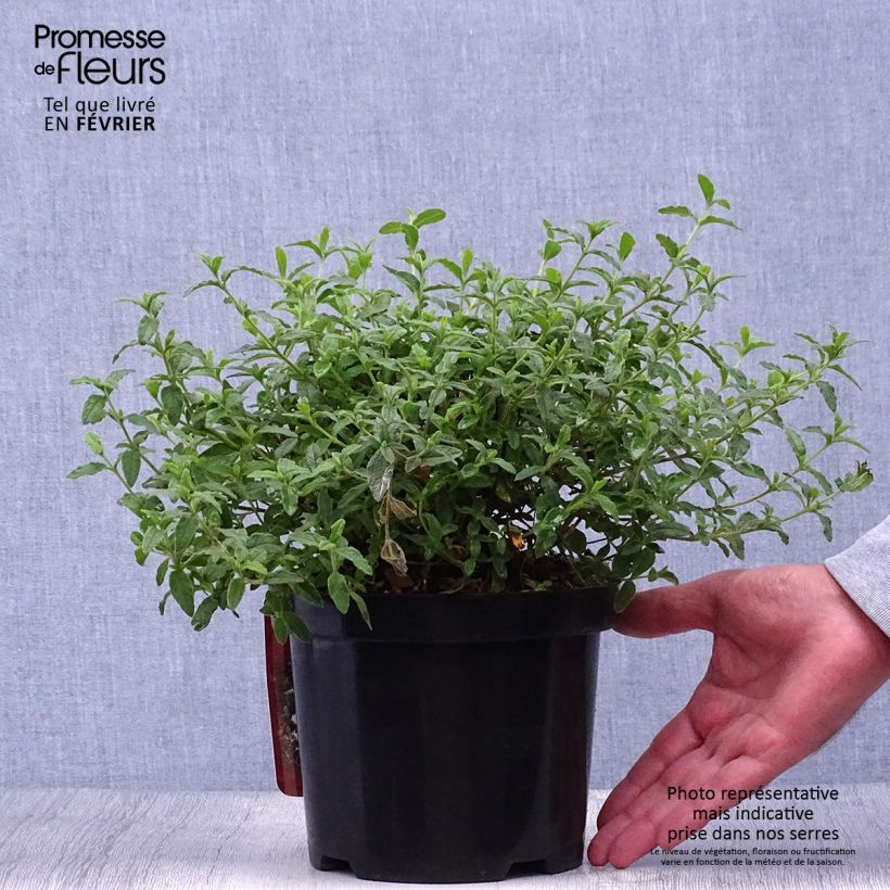 Esemplare di Cistus obtusifolius - Cisto Vaso da 2L/3L come consegnato in autunno