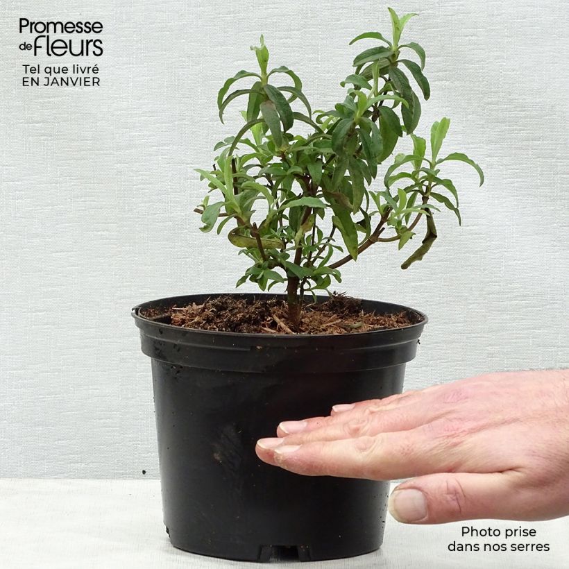 Cistus purpureus Alan Fradd - Cisto Vaso da 2L/3L esemplare consegnato in inverno