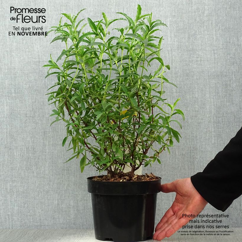 Esemplare di Cistus purpureus Alan Fradd - Cisto Vaso da 2L/3L come consegnato in autunno