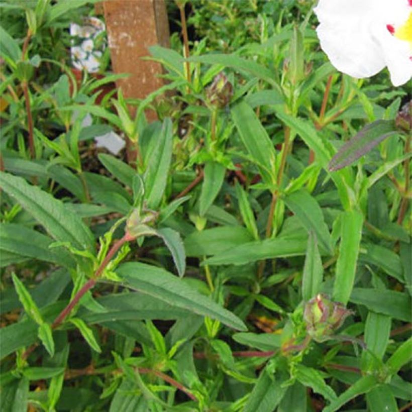 Cistus loretii - Cisto (Fogliame)