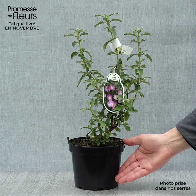 Esemplare di Cistus argenteus Peggy Sammons - Cisto Vaso da 2L/3L come consegnato in autunno