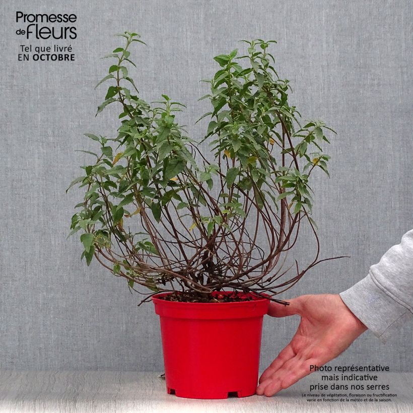 Esemplare di Cistus corbariensis - Cisto Vaso da 2L/3L come consegnato in autunno