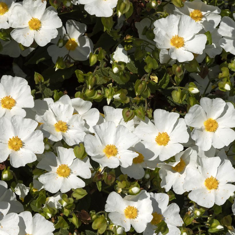 Cistus corbariensis - Cisto (Fioritura)