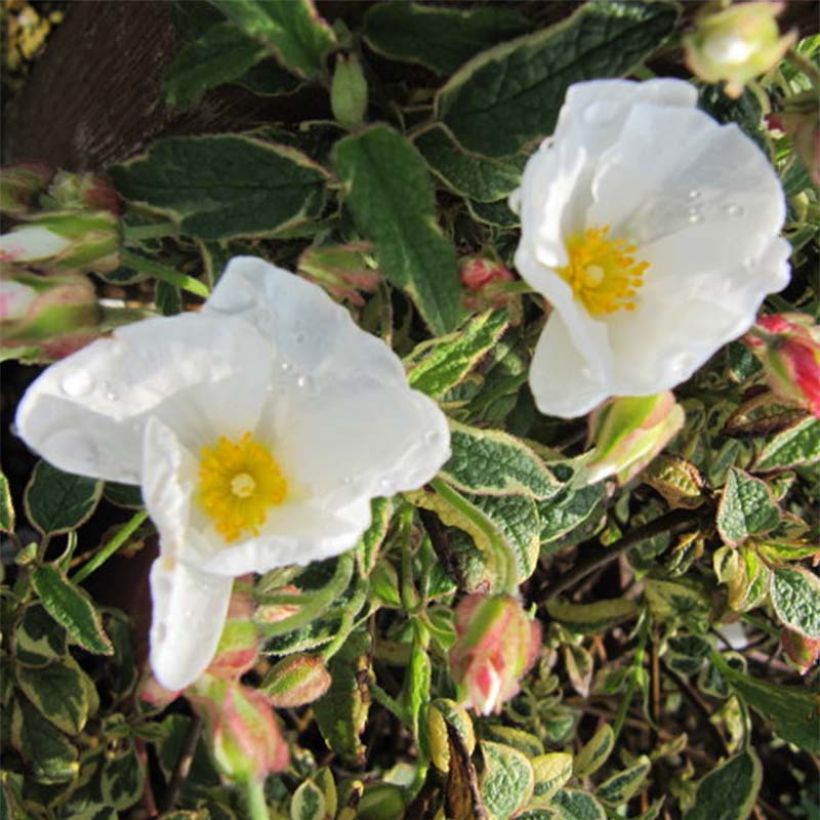 Cistus corbariensis Rospico - Cisto (Fioritura)